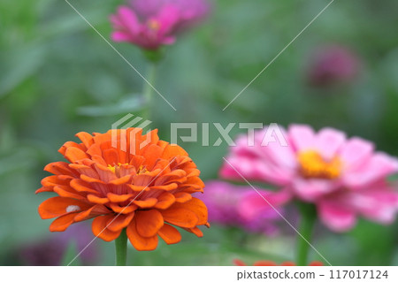 A classic gardening flower A classic gardening flower 117017124