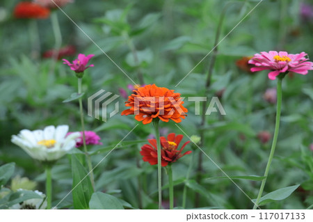 一朵經典的園藝花 117017133