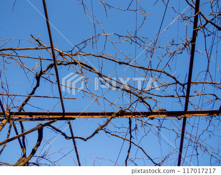 Branches without leaves on metal beams. Vines of grapes in winter. Gardening. Branches without leaves on metal beams. Vines of grapes in winter. Gardening. 117017217