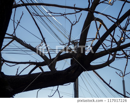 Lots of wires close to the tree. Silhouette of power grids and branches. Danger of breaking. 117017226