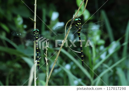 Living creatures, insects, male giant dragonflies resting side by side in the shade of a tree. Aren't they territorially strong when they're immature? 117017298