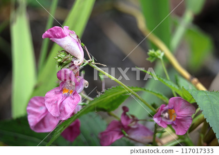 Flowers that resemble fishing boats 117017333