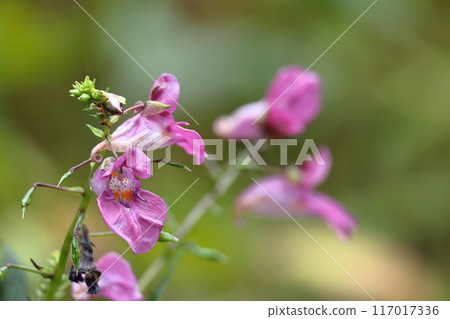 花像漁船 花像漁船 117017336