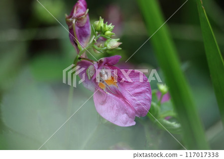 Flowers that resemble fishing boats Flowers that resemble fishing boats 117017338