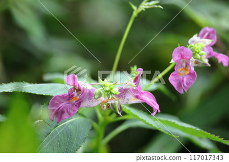 Flowers that resemble fishing boats Flowers that resemble fishing boats 117017343