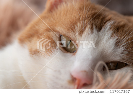 A cat relaxing by the window Brown tiger white A cat relaxing by the window Brown tiger white 117017367