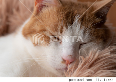 A cat relaxing by the window Brown tiger white 117017368
