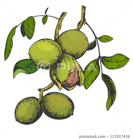 Walnuts hand drawn. Branch with leaves and ripe nuts. Vector illustration in color engraving technique. Ingredient for nut paste, oil, Nocino liqueur. For packaging design. Linear ink drawing. 117017436