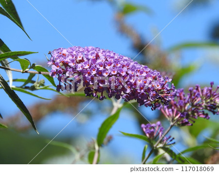 "Buddleja japonica" blooms in summer "Buddleja japonica" blooms in summer 117018069