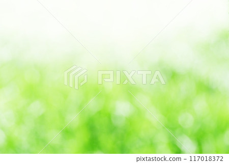 Fresh green leaves, sunlight filtering through the trees, copy space 117018372