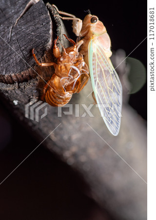 剛剛出現的Abra Zemi 剛剛出現的Abra Zemi 117018681