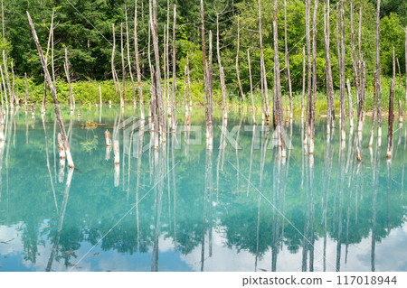 青池 北海道 美瑛 白金青池 夏天 Blue Pond 青い池 美瑛 北海道 夏 白金青い池 117018944