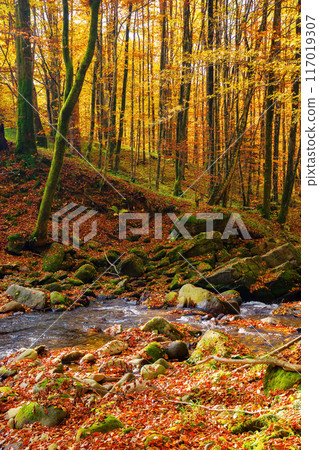 landscape with forest and a creek in front. beautiful scenery in autumn. sunny weather. primeval beech woods 117019307