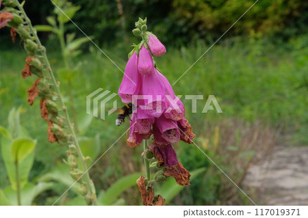 Cottage garden. Digitalis grows in meadow. Pink flowers blooming. Cultivated flowers. 117019371