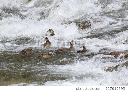 A mother and baby harlequin duck navigating the strong current of the Oirase Gorge A mother and baby harlequin duck navigating the strong current of the Oirase Gorge 117019395