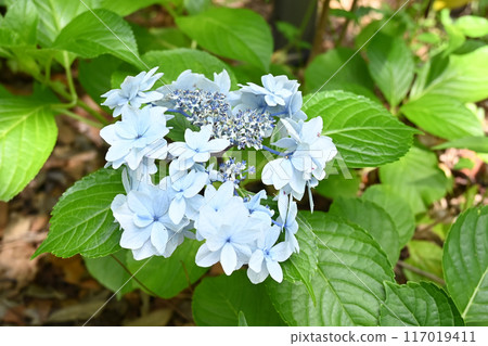 Blue hydrangea Blue hydrangea 117019411
