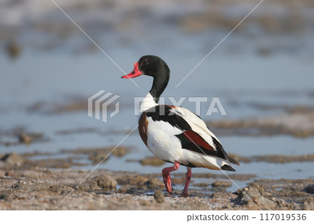 Male and female common shelduck Male and female common shelduck 117019536