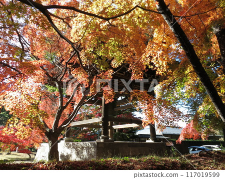 Beautiful autumn leaves at Tozenji Temple in Matsudo City (near the bell tower) 117019599