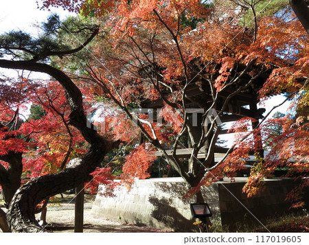 Beautiful autumn leaves at Tozenji Temple in Matsudo City (near the bell tower) 117019605