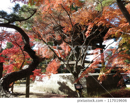 松戶市東禪寺紅葉美麗(鐘樓附近) 松戶市東禪寺紅葉美麗(鐘樓附近) 117019606