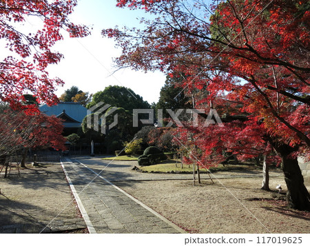 紅葉美麗的松戶市東善寺（正殿/參道） 117019625