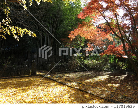 Tozenji Temple in Matsudo City (near the stone Buddha statues) with beautiful autumn and yellow foliage Tozenji Temple in Matsudo City (near the stone Buddha statues) with beautiful autumn and yellow foliage 117019629