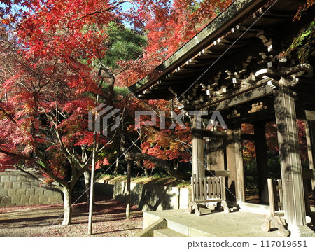 Beautiful autumn leaves at Tozenji Temple in Matsudo City (near Chujakumon Gate) 117019651