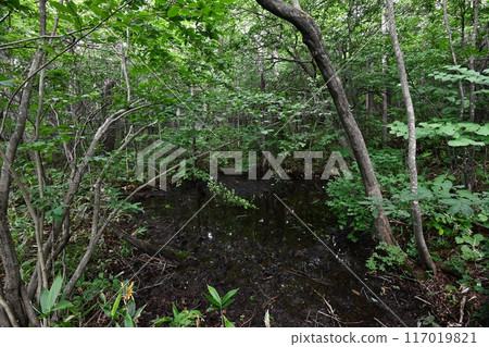 Spawning pond for forest green tree frogs 117019821