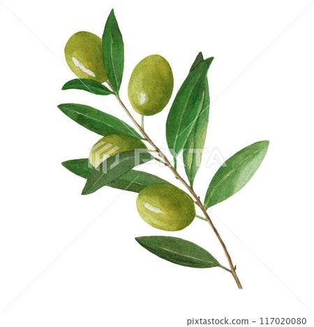 Watercolor olive tree branch with leaves and berries. Hand painted floral illustration isolated on white background for design, fabric or background Watercolor olive tree branch with leaves and berries. Hand painted floral illustration isolated on white background for design, fabric or background 117020080