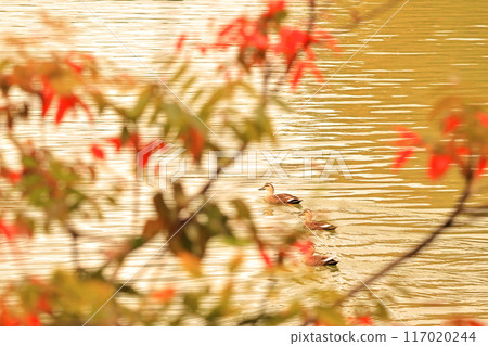 Spot-billed ducks swimming in a pond in autumn 117020244