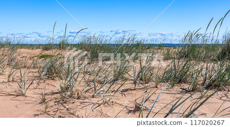 Baltic Sea coast natural panoramic background photo Baltic Sea coast natural panoramic background photo 117020267