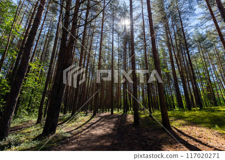 Pine tree forest landscape with a backlight, natural background photo 117020271