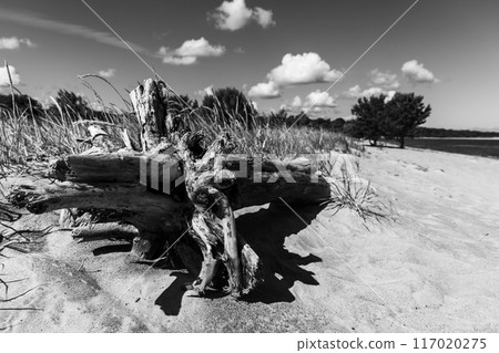 Black and white landscape photo with an old stump laying on sand Black and white landscape photo with an old stump laying on sand 117020275