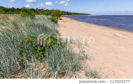Baltic Sea coast, natural landscape photo with an empty beach Baltic Sea coast, natural landscape photo with an empty beach 117020277