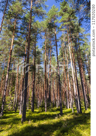 Pine tree forest, vertical background photo 117020280