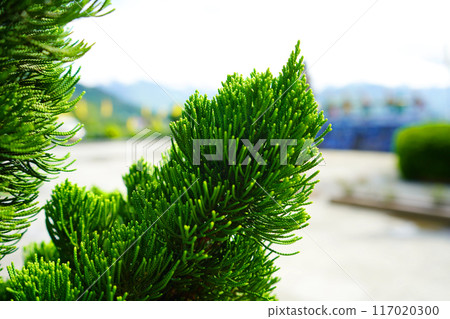 Chinese Juniper, Juniperus chinensis Plant 117020300