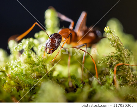 Macro photo of ant on green moss. Close up portrait of insect on dark background. 117020303