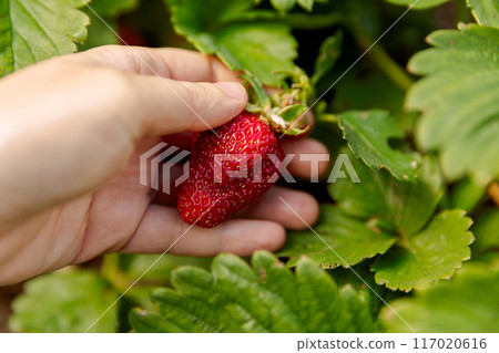 Gardening and agriculture concept. Woman farm worker hand harvesting red ripe strawberry in garden. Woman picking strawberries berry fruit in field farm. Eco healthy organic home grown food concept Gardening and agriculture concept. Woman farm worker hand harvesting red ripe strawberry in garden. Woman picking strawberries berry fruit in field farm. Eco healthy organic home grown food concept 117020616