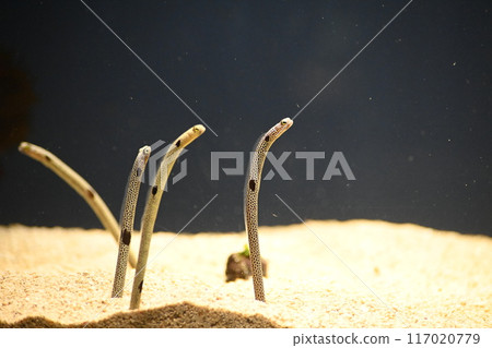 Chinese eel Chinese eel 117020779