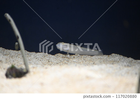 Misuta Maze 117020880