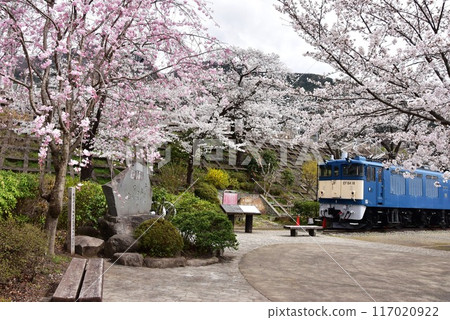 Preserved train (electric locomotive) and cherry blossoms in full bloom at Katsunuma Railway Heritage Memorial Park (Jinroku Sakura Park) at the old Katsunuma Station in Koshu City 117020922