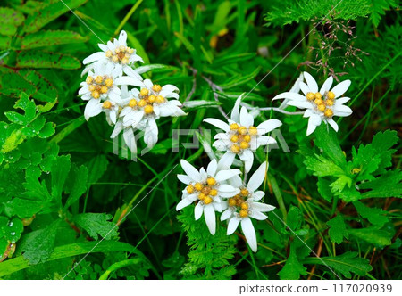 禮文島的高山植物－禮文島雪草 117020939