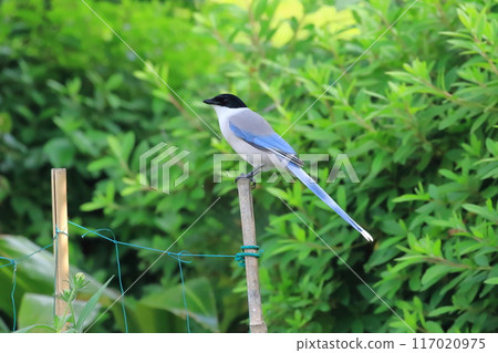 A Blue-tailed Magpie surveying the area 117020975