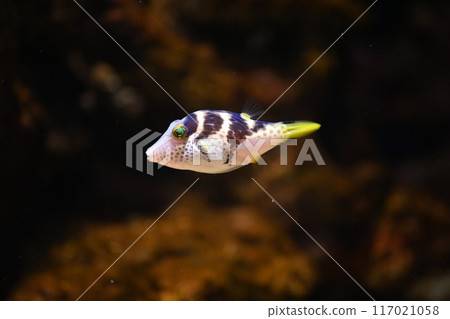  志摩王Chuckfoot 117021058