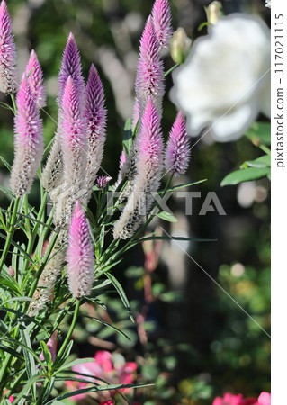 Burning flame flower Burning flame flower 117021115