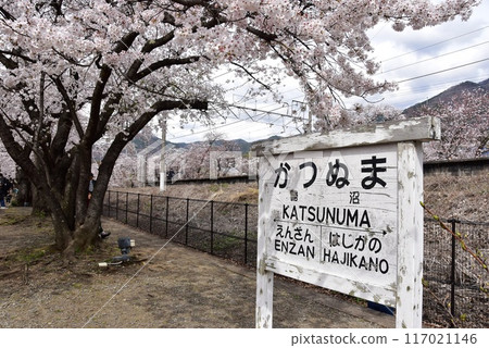 Koshu City: Katsunuma Railway Heritage Memorial Park (Jinroku Sakura Park) walking trails and cherry blossoms in full bloom at the old Katsunuma Station 117021146