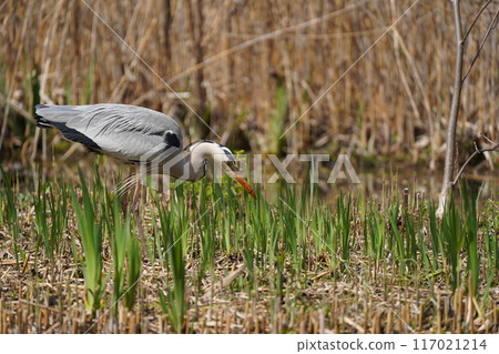 Searching for fraud bait Searching for fraud bait 117021214