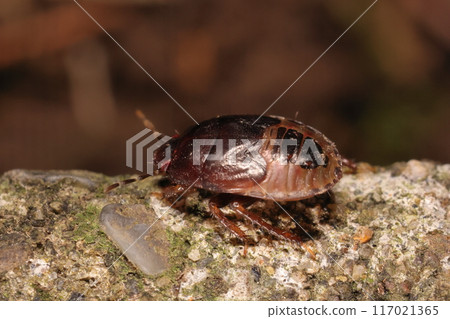 Living creatures, insects, stink bugs, larvae. They have a shiny body and hairy legs, and look like cockroaches. 117021365