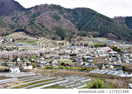 Koshu City: Streets and cherry blossoms in full bloom around Katsunuma-budokyo Station on the Chuo Main Line Koshu City: Streets and cherry blossoms in full bloom around Katsunuma-budokyo Station on the Chuo Main Line 117021366