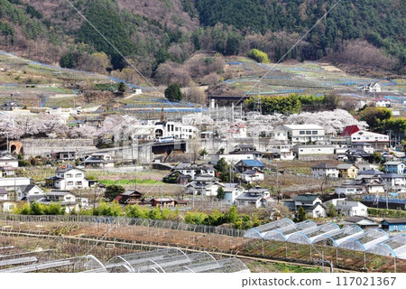 Koshu City: Streets and cherry blossoms in full bloom around Katsunuma-budokyo Station on the Chuo Main Line Koshu City: Streets and cherry blossoms in full bloom around Katsunuma-budokyo Station on the Chuo Main Line 117021367